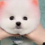 trycocaine