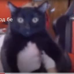 kompota_