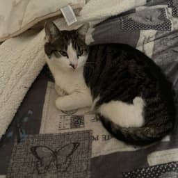 Pifferazzo