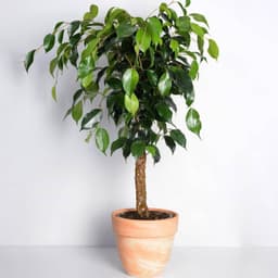 sauoir