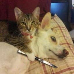 meowgo