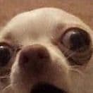 HAS_Benji