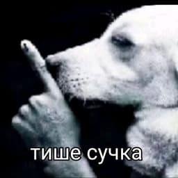Askomra