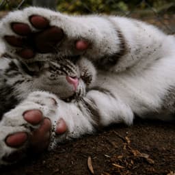 kocako-