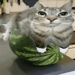 AJG0RR
