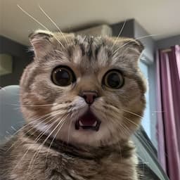 sonhs