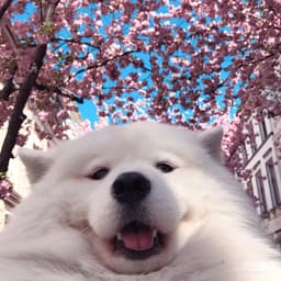 MusiTheDoggo