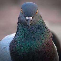 PigeonnCrack
