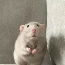 Gospozhaaa