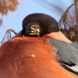 Bullfinch229