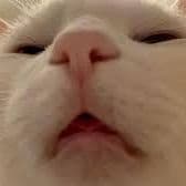 mushrooomcat