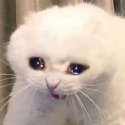 meow_meoww2