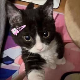 katellla