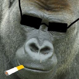 _SUF3R_