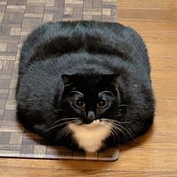 LongBoi59