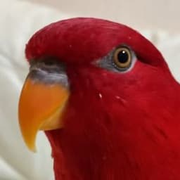 DennVanDante