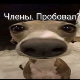 Caz1us