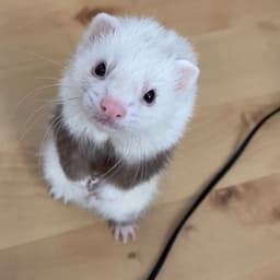 Mistichou69
