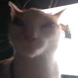 Porek_1234