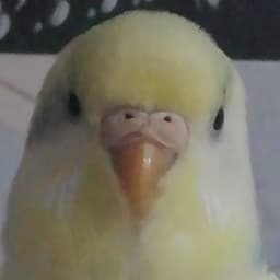 Vervai