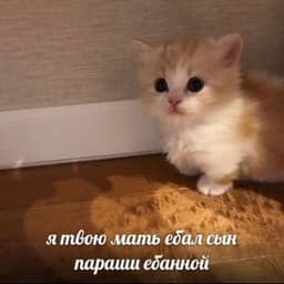 0rtegaa