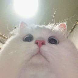 Meat_____