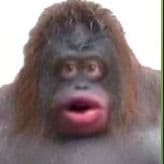 StefanZX