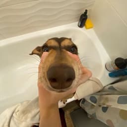 Baaaaaz
