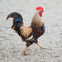 ManuLeCcoq