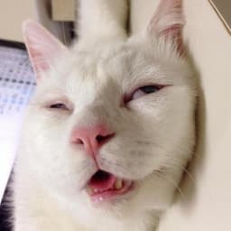 stozyh