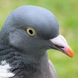 den_due