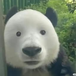 verkku_mersu
