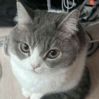 BeaseOne