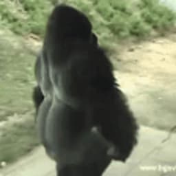 gorilla6