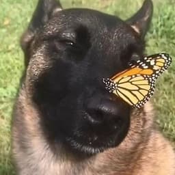 Shtehel