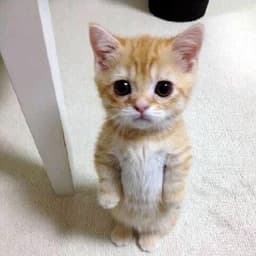 borderKitty
