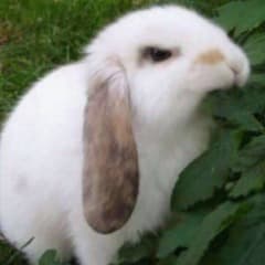 Shakerk0