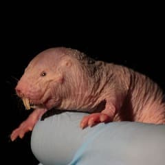 Xeraphimus