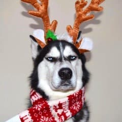 husky_swift