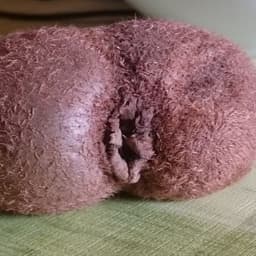 zonz