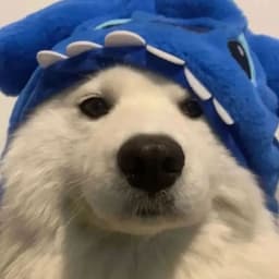 Wieviureq