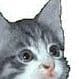 StrayCat21