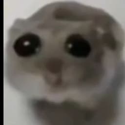 Zachtokae