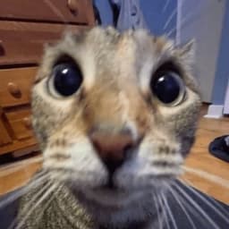 _Foxy_0