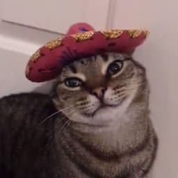 sal1sss