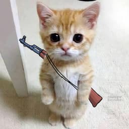 NoobiNooa